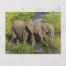 Suche nach masai postkarten Loxodonta africana