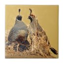 Suche nach wachteln fliesen Kalifornien