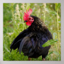 Suche nach kampfflugzeuge poster Für alle