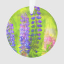 Suche nach lupinen ornamente Für alle