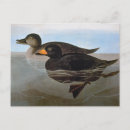Suche nach schwarze ente postkarten Enten