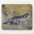 Suche nach schwarzer wolf mousepads Natur