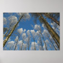 Suche nach gefroren poster Wald