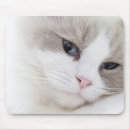 Suche nach ragdoll katze mousepads Tier