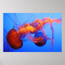 Suche nach quallen poster Marine