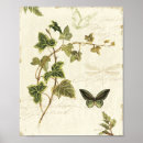 Suche nach efeu blätter poster Farne