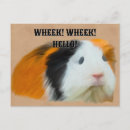Suche nach guinea pig postkarten Kabelförmig