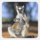 Suche nach lemur aufkleber Niedlich