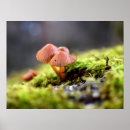 Suche nach flechte poster Pflanze