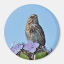 Suche nach singvögel magnete Singvogel