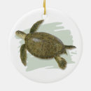 Suche nach schildkröten ornamente Strand