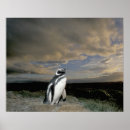 Suche nach magellan poster Pinguin