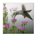 Suche nach kolibri fliesen Vögel