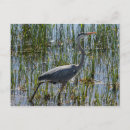 Suche nach großer blauer vogel postkarten Blaureiher