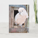 Suche nach haustiervogel Jede person