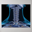 Suche nach bones poster Medical