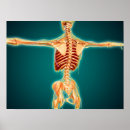 Suche nach menschliches skelett poster Knochen
