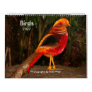 Suche nach pfauen kalender Federn
