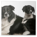 Suche nach border collie fliesen Tier