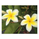 Suche nach plumeria kunst Hawaii