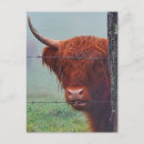 Suche nach lustiger stier postkarten Hochlandkuh