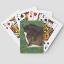 Suche nach warmblood Horse