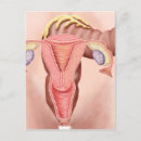 Suche nach weibliche anatomie postkarten Geschlechtsorgane