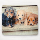Suche nach niedliche dackel mousepads Welpen