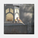 Suche nach spatz magnete Wild lebende tiere