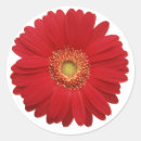 Suche nach roter gerbera aufkleber Gänseblümchen