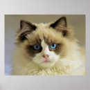 Suche nach ragdoll katzen poster Tier