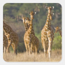 Suche nach herde aufkleber Natur