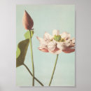 Suche nach rosa lilien poster Rose