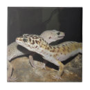 Suche nach gecko fliesen Haustier