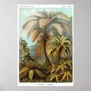 Suche nach baumfarn poster Natur