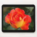 Suche nach orange ros mousepads Natur