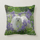 Suche nach maltesisch kissen Jede person