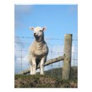 Suche nach niedliches lamm poster Tiere