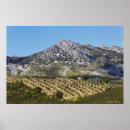 Suche nach olivenhain poster Bauernhof