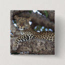 Suche nach panthera buttons Tier