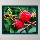 Suche nach himbeere poster Beeren