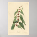 Suche nach audubon vögel poster Vintag