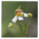 Suche nach honig fliesen Blume