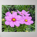 Suche nach cosmos poster Rosa