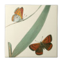 Suche nach der schmetterling fliesen Blume