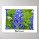 Suche nach texas bluebonnet poster Blume