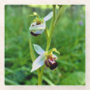Suche nach orchideen blume untersetzer Grün