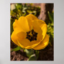 Suche nach gelbe tulpe poster Botanisch