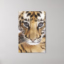 Suche nach tiger leinwand Junges