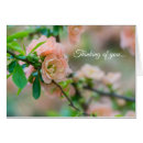 Suche nach pfirsichblüten karten Jede person